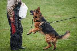 Dog Trainer in Mumbai | Dog Training Service, Mumbai