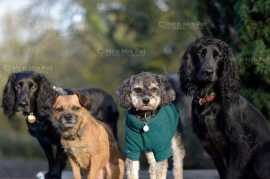 Dog Training School in Bangalore, Bengaluru