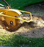 Stump Grinding Edmonton, Edmonton