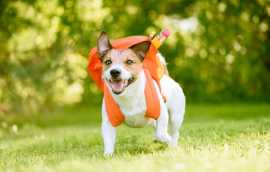 Dog Training School in Delhi, Delhi