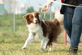 Dog Training School in Chennai, Chennai