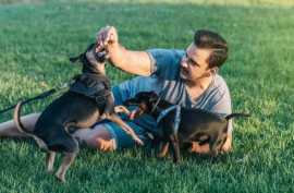 Decoding Dog Body Language: Unveiling the Secrets , Chicago