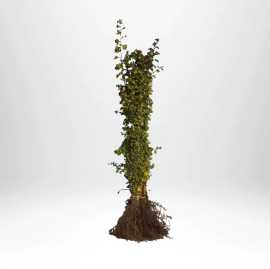 Handla För Plantering barrotade växter Från Thujor, $ 3