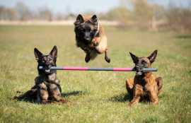 Dog Training School in Mumbai, Mumbai
