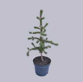 Handla Liguster Ovalifolium på Thujor, $ 53