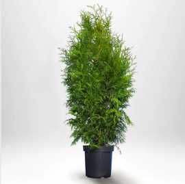 Köp Thuja Smaragd Plantagen Från Thujor, $ 14