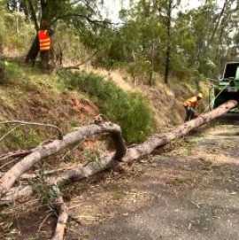 Tree Mulching North Shore, Ryde
