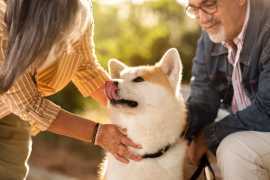 Senior Pet Care – Early Detection and Management , Chicago