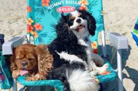 Pet Friendly Vacation Rental on Bald Head Island –, Atlantic Beach
