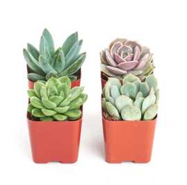 Silver Inch Plant | Shop Succulents, California City
