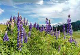 Gulmarg Kashmir - Skiing, Gondolas & Scenic Ch, Jaipur