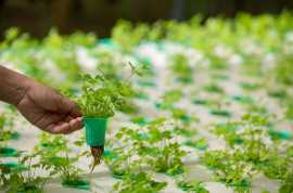 Aeroponic Farming Key to Growing More with Less , Hyderabad