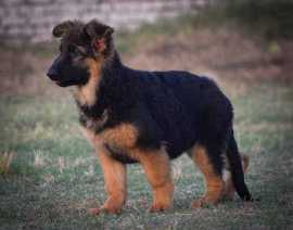 German Shepherd Puppies For Sale In Surat, $ 31,400