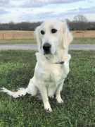 Golden retriever puppies for sale near me, Nashville