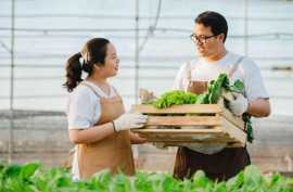 Financial Aspects of Hydroponics Contract Farming, Hyderabad