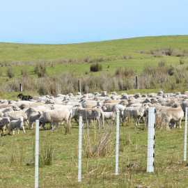 Low Maintenance PVC Fencing for Tough Australian , Yatala