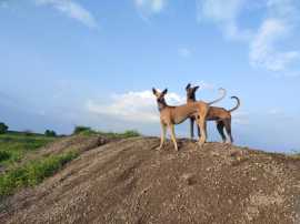 Greyhound Puppies For Sale In Surat, Rp 49,750