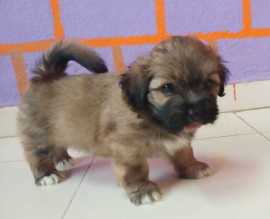 Lhasa Apso Puppies For Sale In Surat, $ 52,400