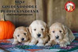 Mini Goldendoodle Puppies Indiana: Adopt Now , Bedford