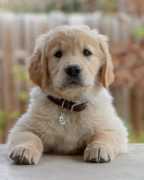 Meet the Team at Grandview Veterinary Clinic, Kansas City