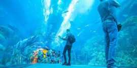 Dubai Aquarium & Underwater Zoo Tickets – Best, Dubai