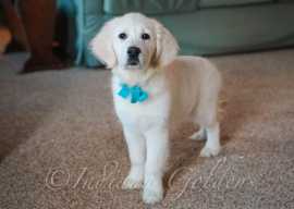 English Golden Retriever Puppies , Bedford