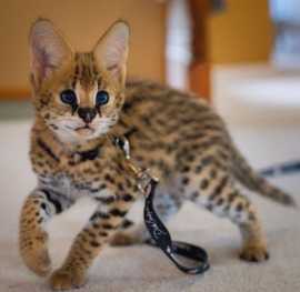 African Serval Kittens Availeble Now