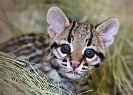 Lovely Ocelot Kittens for  loving homes