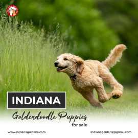 Indiana Goldendoodle Puppies for Sale:AKC Puppies , Bedford