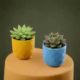 Air-Purifying Succulent Plants – Clean Air Natural, ₹ 49