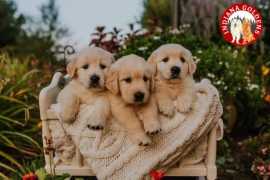 English Golden Retriever: Loyal Companion Awaits, Bedford