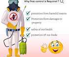Best Rodent Removal Solutions in Kurnool, Kurnool