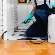 Bedbug Control Manchester – Expert Solutions, Manchester