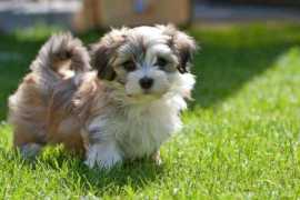 Havanese Puppies in Ahmedabad, $ 65,000