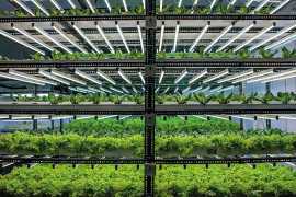 Choosing the Right Hydroponic System for Your Home, Hyderabad