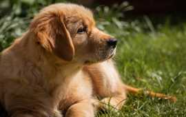 English cream golden retriever puppies for sale, Nashville