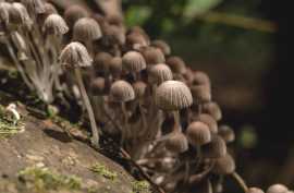 Melmac Mushrooms – Unique Psilocybin Spores, $ 0