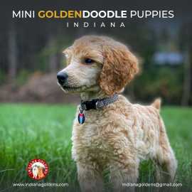 Mini Goldendoodle : Family-friendly and  healthy, Bedford