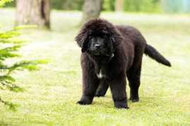Newfoundland Puppies in Delhi, ¥ 268,500