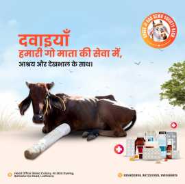 Gau Seva is Maha Seva – Donate for Gaushala, Ludhiana