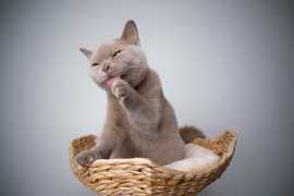 British Shorthair Cat Breeders in India 