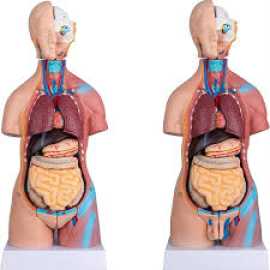 Best Anatomical Model Manufacturer for Your Needs, Nairobi