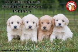 Goldendoodle Puppies  Indiana: Top-Quality Puppies, Bedford
