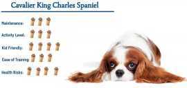 Ruby King Charles Cavalier , Miami