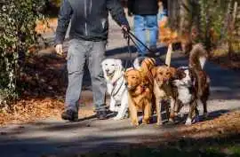Dog Walkers, Kochi