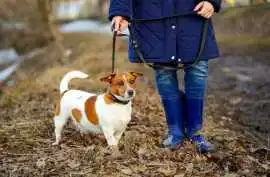 Dog Walkers, Patna