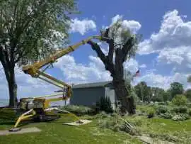 Viking Tree & Stump, Charter Township of Clinton