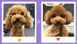 Pet Grooming Service at Home, Agra