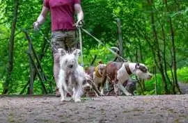 Dog Walking Services, Bengaluru