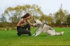 Dog Trainer, Bengaluru